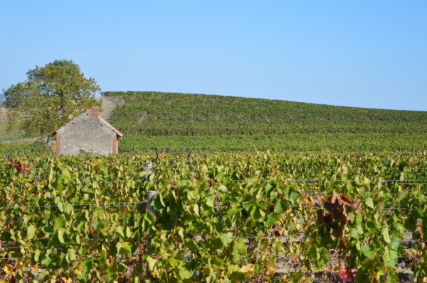 Au cœur du vignoble © OT Val de Sioule