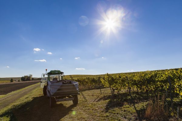 Au cœur du vignoble © De Jonghe