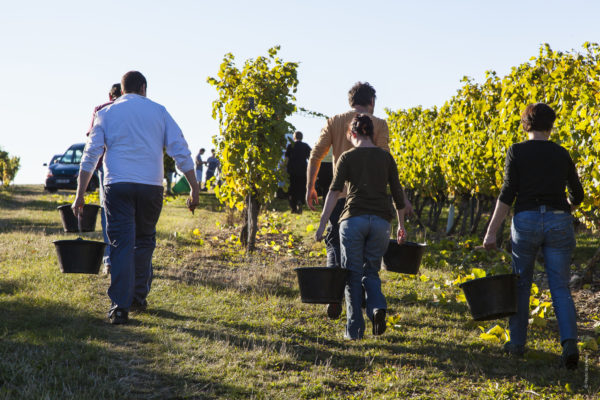 Vendanges © De Jonghe