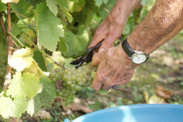 Vendanges © OT Val de Sioule