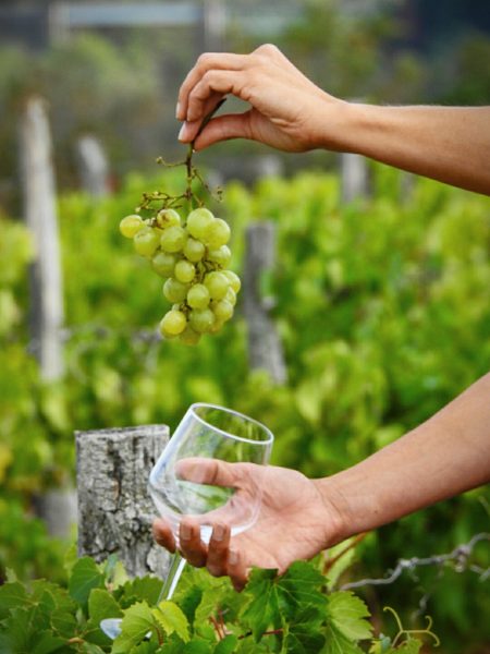 Vignoble de Saint-Pourçain © Photauvergne