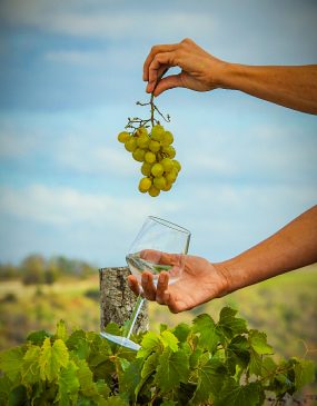 Vins de Saint-Pourçain