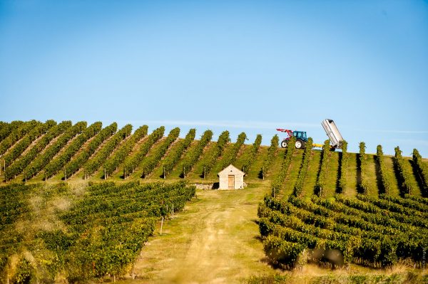 Vignoble de Saint-Pourçain © De Jonghe