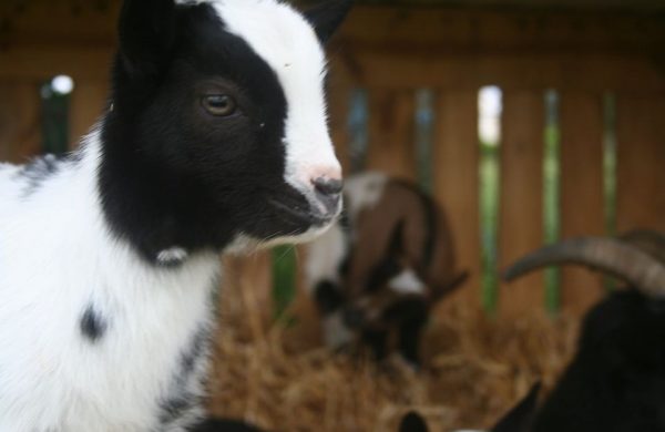 Marie à la ferme !