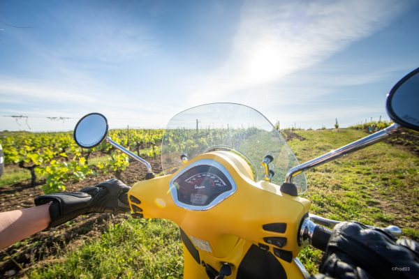 Au cœur du vignoble © Prod'03