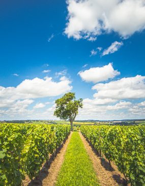 Vignoble de Saint-Pourçain © Prod'03