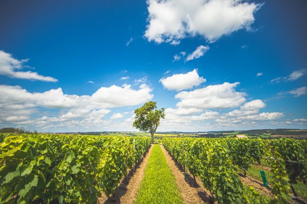 Vignoble de Saint-Pourçain © Prod'03