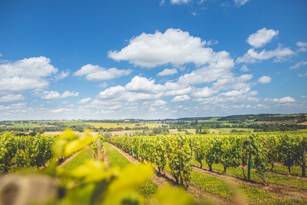 Vignoble de Saint-Pourçain © Prod'03