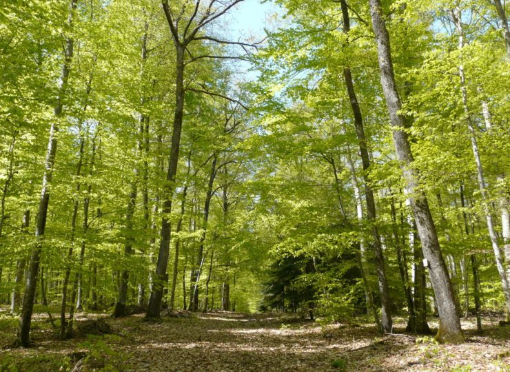 Forêt des Colettes