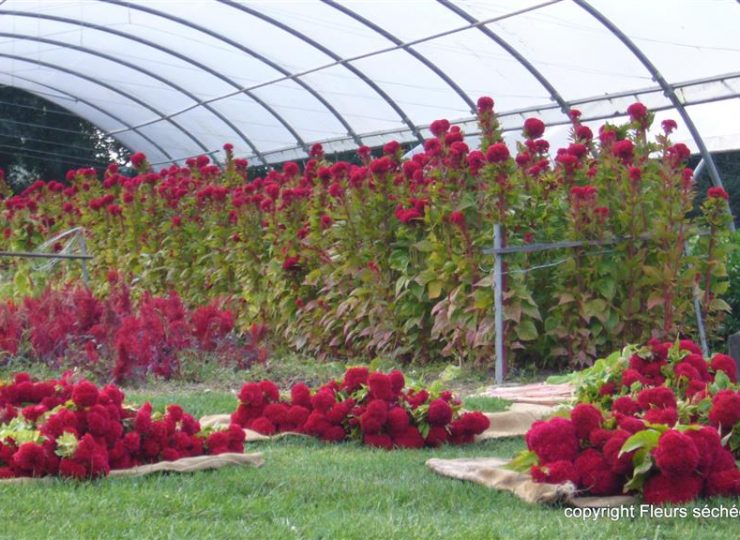 Fleurs séchées de Bayet