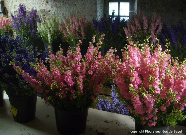 Fleurs séchées de Bayet