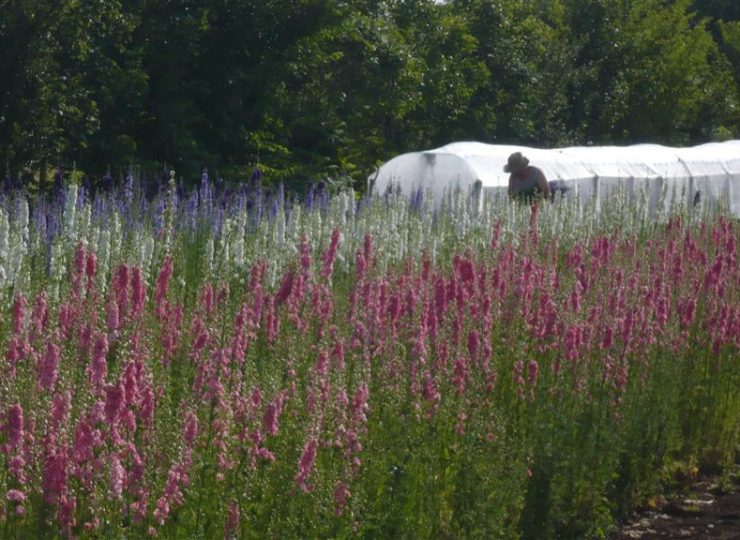 Fleurs séchées de Bayet