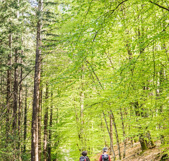 Les Bois de Nades