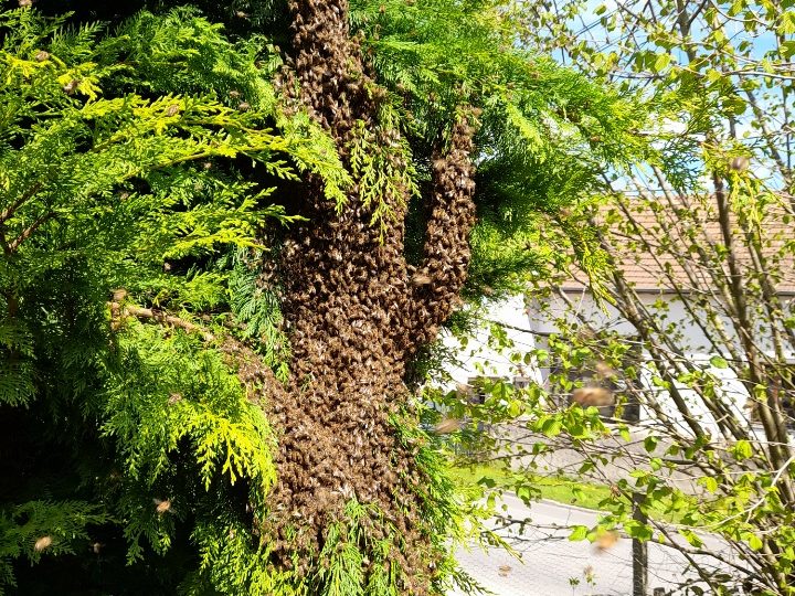 Essaim d’abeilles récupéré et mis en ruche