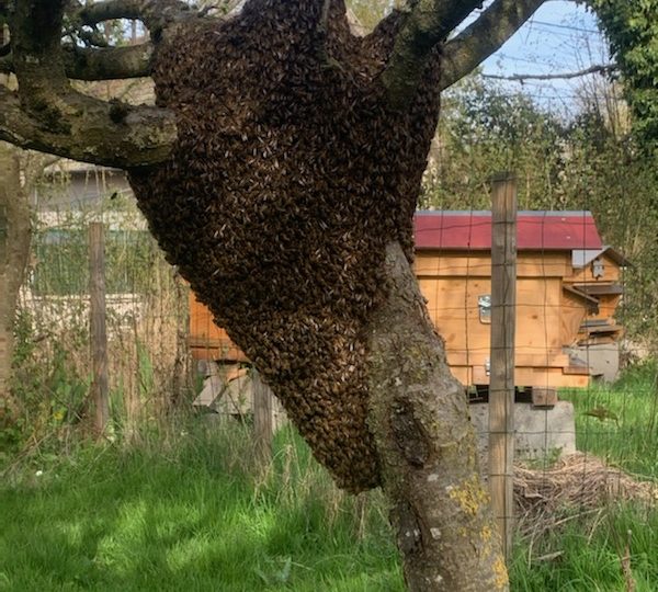 Essaim d’abeilles récupéré et mis en ruche