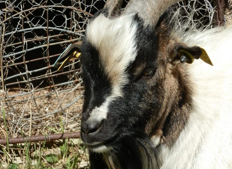 Marie à la Ferme