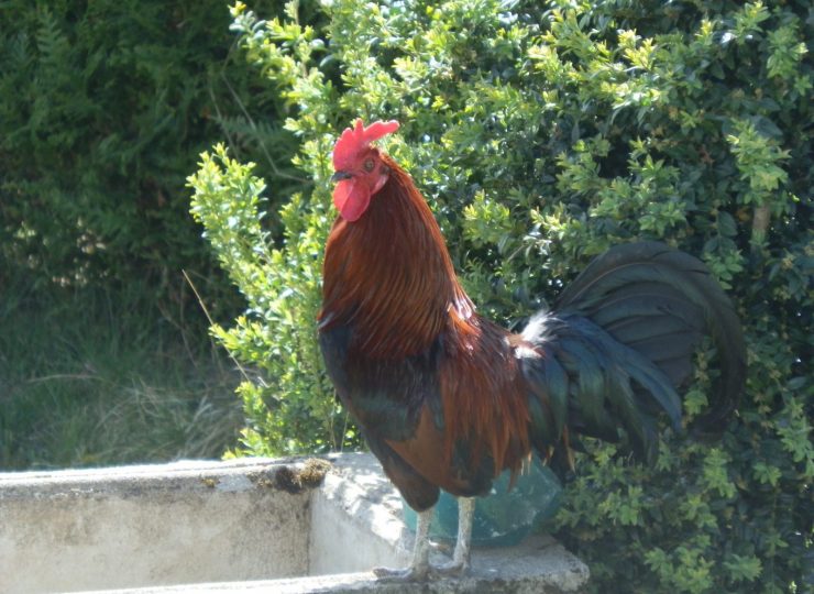 Marie à la Ferme