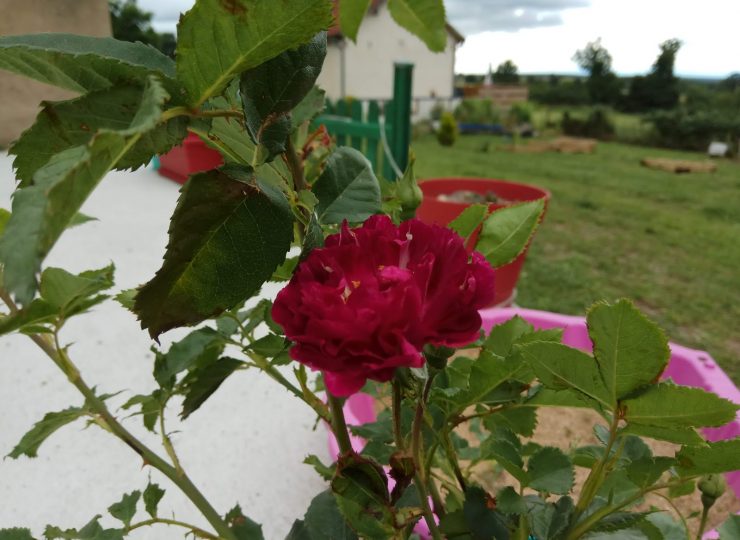 rose magnifique