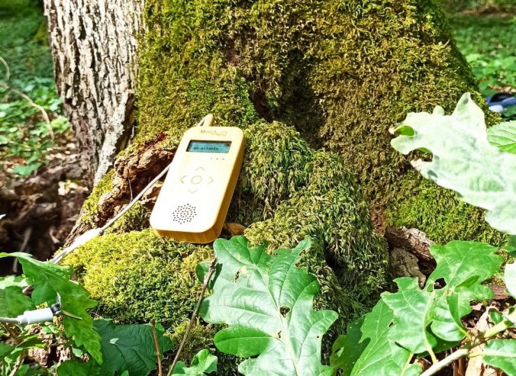 La musique des plantes_Saulcet