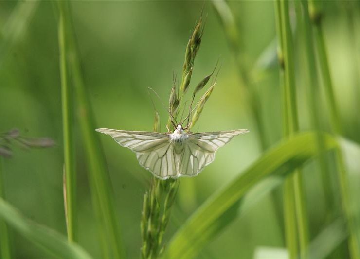 Phalène blanche