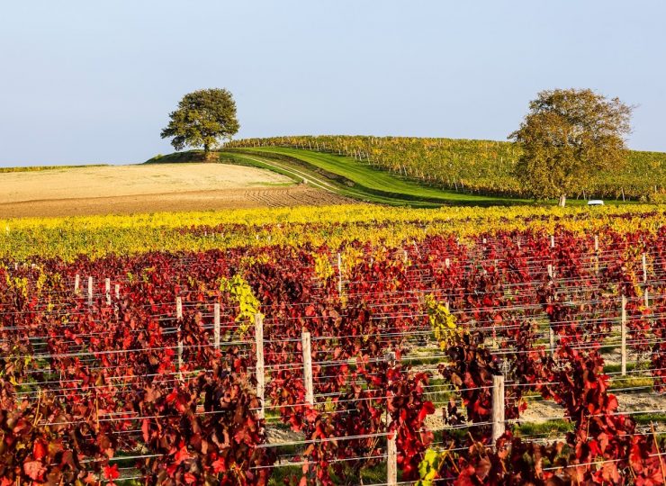 Vue sur le vignoble