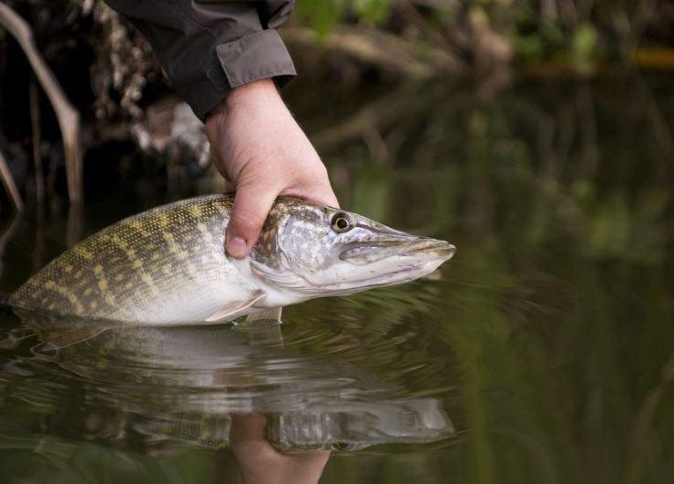 © Fédération de pêche de l’Allier