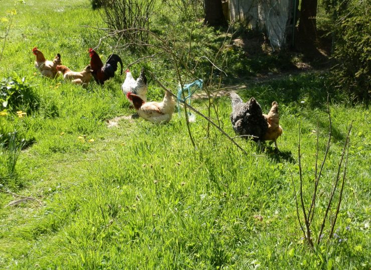 Camping à la Ferme