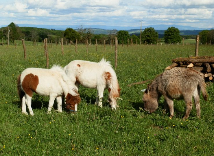 Camping à la Ferme