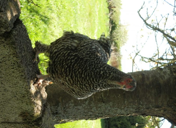 Camping à la Ferme