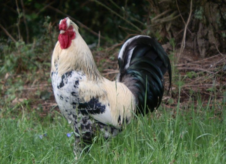 Camping à la Ferme