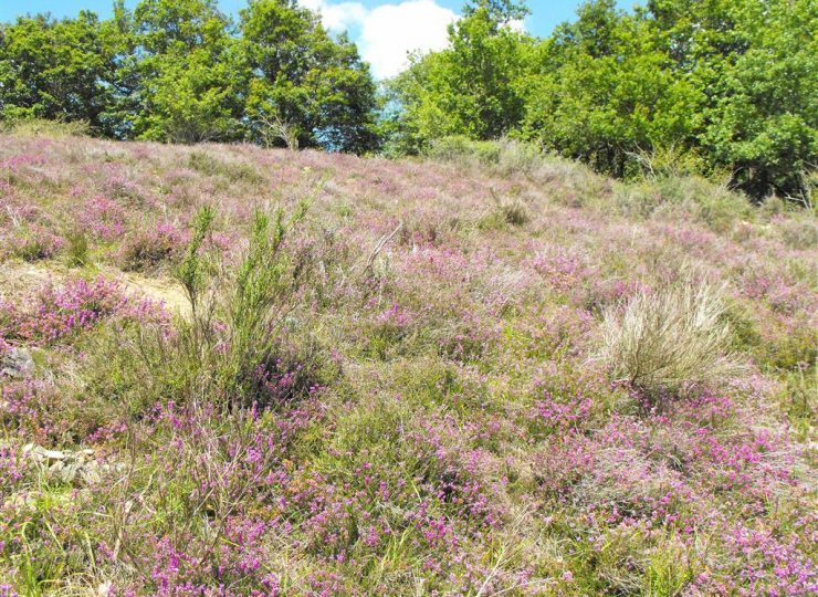 Les landes de Péraclos