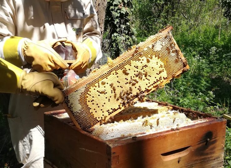 Abeilles St-Pourcinoises